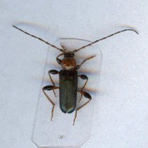 Phymatodes testaceus.jpg