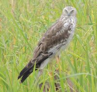 Pied Harrier (Female).jpg