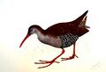 Rallus caerulescens00.jpg