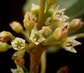 Rhamnus frangula 09 ies.jpg
