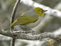 Silvereye, Capricorn.JPG