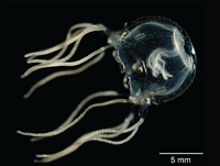 Tripedalia-cystophora.png