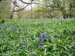 Wain Wood.jpg