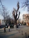 Куренёвский тополь