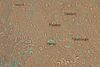 Arabia map.JPG