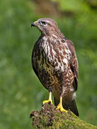 Buteo buteo -Scotland-8.jpg