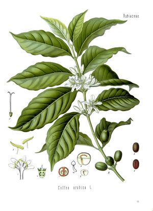 Coffea arabica - Köhler–s Medizinal-Pflanzen-189.jpg
