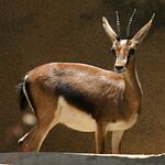 Cuvier's Gazelle.jpg