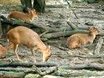 Formosan Reeve's muntjac.jpg
