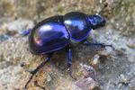 Frühlingsmistkäfer (Geotrupes vernalis).jpg