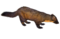 Martes martes (white background).png