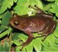 Platypelis alticola (10.3897-zse.96.47088) Figure 6 (cropped).jpg