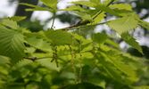 Quercus crispula in Ryohaku Mountains 2011-06-19.jpg