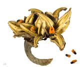 Strelitzia reginae MHNT.BOT.2009.13.52.jpg