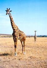 TwoMasaiGiraffes.jpg