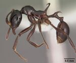 Ancyridris polyrhachioides casent0102469 profile 1.jpg
