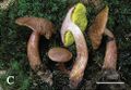Aureoboletus (10.3897-mycokeys.61.47520) Figure 2C.jpg