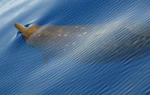 Beaked Whale.jpg