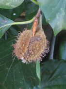 Beukenootjes vrucht closeup.jpg