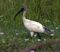 Black headed ibis.jpg