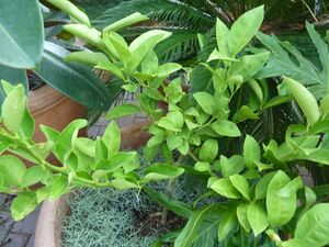 Citrus limettioides - Palestine sweet lime.jpg