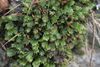 Fissidens dubius IMG 4263.jpg