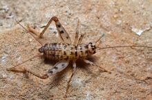 Gryllomorpha dalmatina male (9566337254).jpg