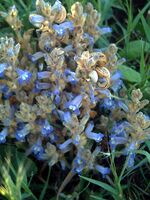 Orobanche ramosaTorrevieja.jpg