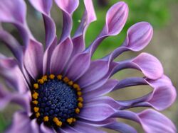 Osteospermum.jpg