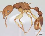 Paratopula macta casent0178561 profile 1.jpg