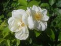 Rosa Schneeflocke 1991.jpg