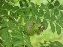 Rosa roxburghii0.jpg