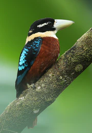 Rufous-bellied Kookaburra (cropped).jpg