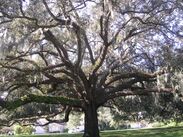 Spanish-moss-tree.jpg