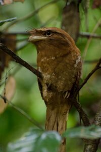 Sri Lanka frogmouth.jpg