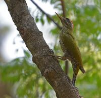 Streak Throated Woodpecker (7554092814).jpg