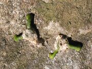 Viscum-album-germination.JPG