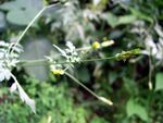 Bidens pilosa-beijing.JPG