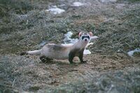 Black footed ferret whole.jpg