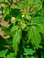 Cardiospermum halicacabum 02.jpg