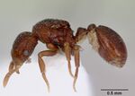 Dacetinops cibdelus casent0172448 profile 1.jpg