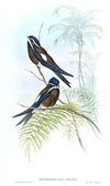 DendrochelidonComatusGould.jpg