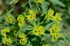 Euphorbia esula (7359018894).jpg
