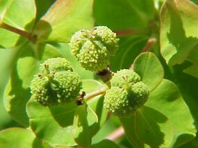 Euphorbia palustris0.jpg