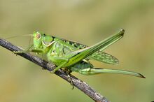 Gampsocleis glabra female (15031695411).jpg