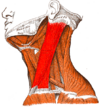 Gray — musculus sternocleidomastoideus.png