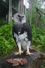 Harpy Eagle at the Summit Botanical Gardens and Zoo, Panamá (2004).jpg