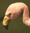Jamesflamingo Zoo Berlin 2008.jpg