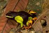 Mantella baroni01.jpg