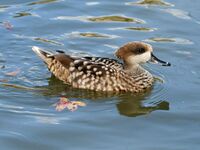 Marbled Teal (Marmaronetta angustirostris) RWD1.jpg